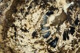 Polished Fossil Stromatolite Colony on Petrified Wood - Utah #365951-1